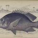 Illustration for article titled Natural History of Fishes of the Perch Family